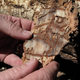 Beetles take down trees from the inside
